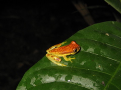 Dendropsophus rhodopeplus