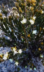 Pseudanthus pimeleoides