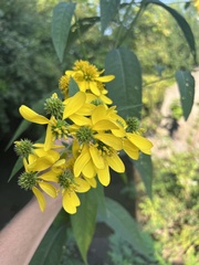 Verbesina alternifolia