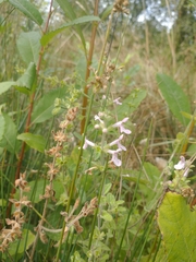 Stachys
