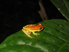 Dendropsophus rhodopeplus