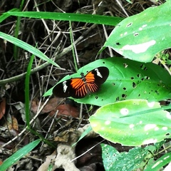 Heliconius melpomene