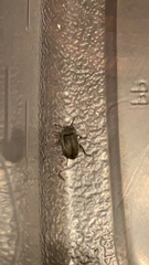 Opatrini