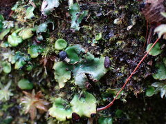 Peltigera venosa