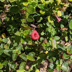 Barleria repens
