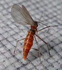 Phlebotominae