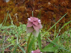 Lamium purpureum purpureum