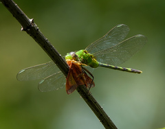Erythemis vesiculosa