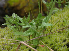 Valerianella locusta