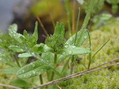 Valerianella locusta