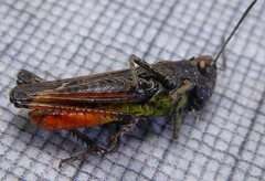 Omocestus