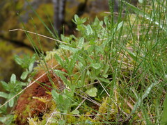 Valerianella locusta