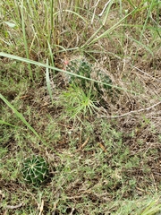 Hamatocactus setispinus