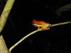 Dendropsophus rhodopeplus