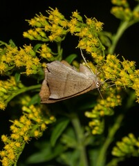 Prochoerodes lineola