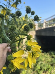 Verbesina alternifolia