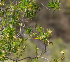 Kageneckia lanceolata