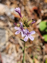 Plumbago europaea