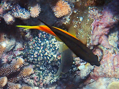 Pseudanthias squamipinnis