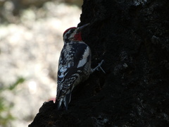 Sphyrapicus nuchalis