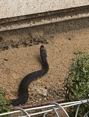 Nerodia fasciata pictiventris