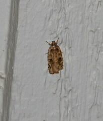 Agonopterix pulvipennella