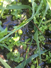 Callitriche stagnalis