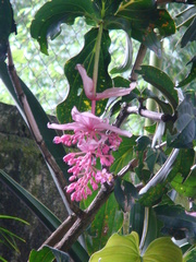 Medinilla magnifica