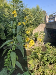 Verbesina alternifolia