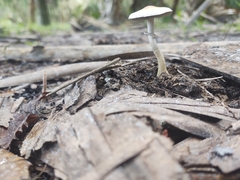 Psilocybe cubensis
