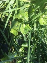 Callitriche stagnalis