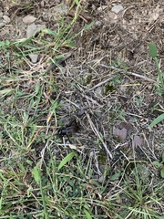 Gryllus pennsylvanicus