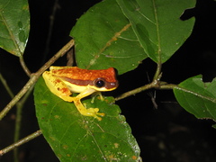 Dendropsophus rhodopeplus