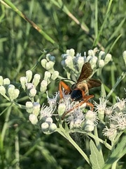 Sphex dorsalis