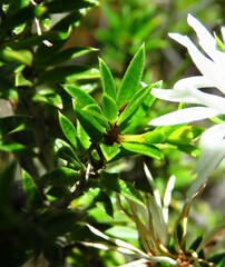 Pseudanthus pimeleoides