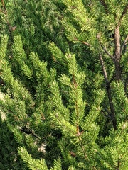 Pinus banksiana