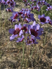 Leucocoryne purpurea