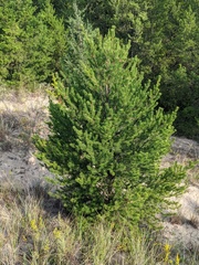 Pinus banksiana