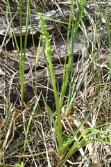 Platanthera aquilonis