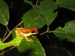 Dendropsophus rhodopeplus