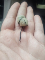 Panaeolus cyanescens