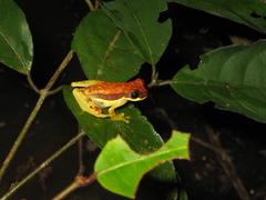 Dendropsophus rhodopeplus