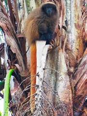 Callicebus nigrifrons