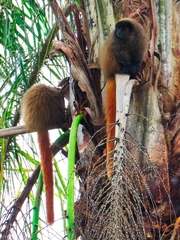 Callicebus nigrifrons