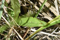 Platanthera aquilonis