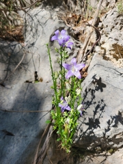 Campanula pyramidalis