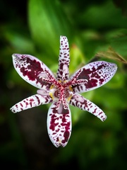 Tricyrtis hirta