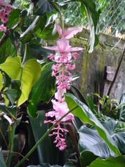 Medinilla magnifica