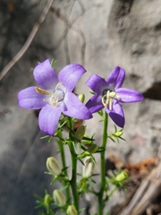 Campanula pyramidalis