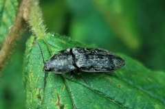 Prosternon tessellatum